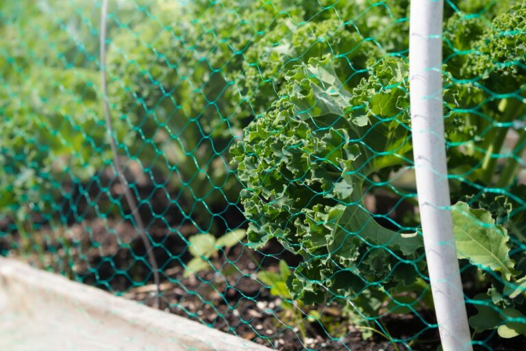 Curly kale plants inside netting in garden