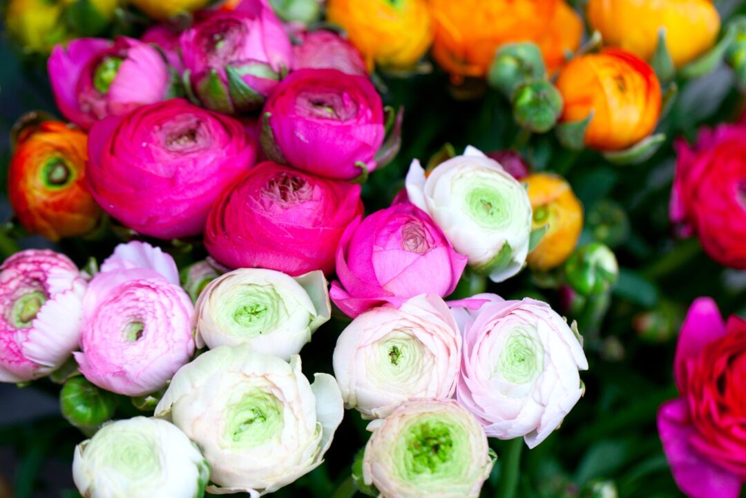 1 Ranunculus 8 Varieties Of Ranunculus To Plant In October In California