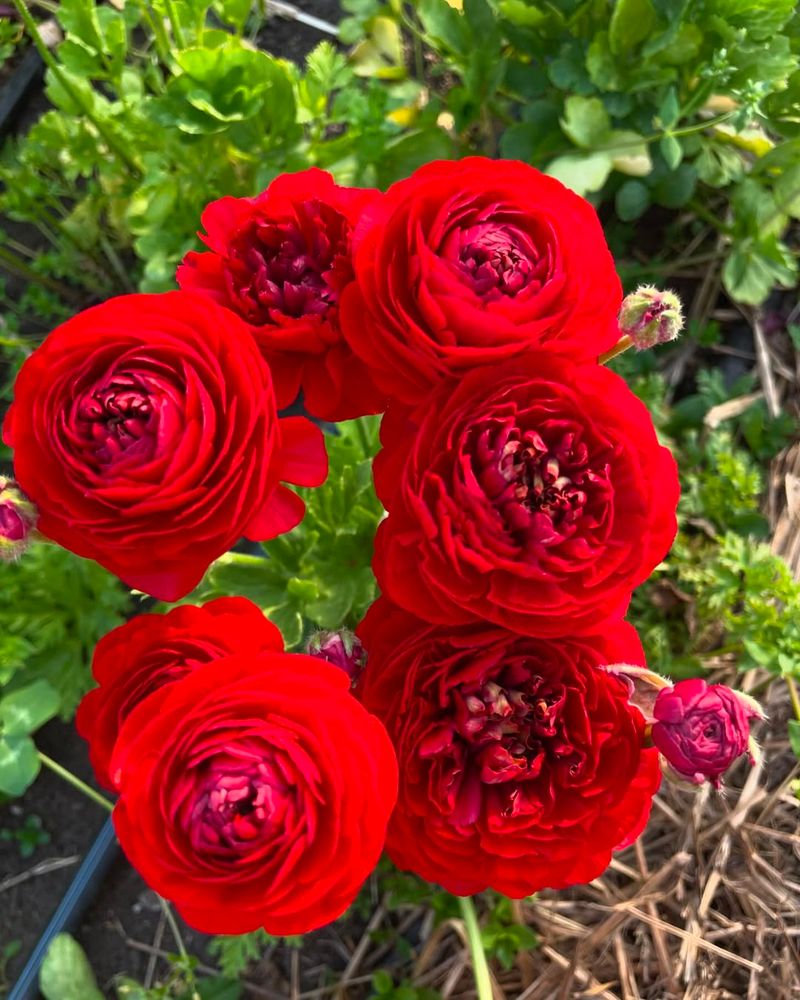Ranunculus Tecolote Red