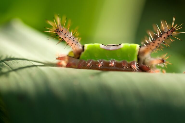saddleback caterpillar