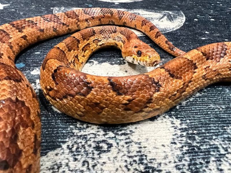 Copperhead Snake