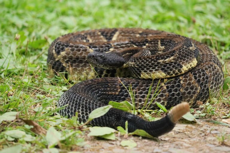 Timber Rattlesnake