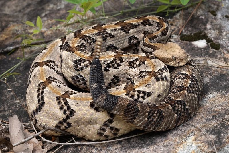 Timber Rattlesnake
