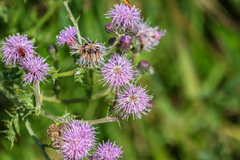 Canada Thistle (featured image)