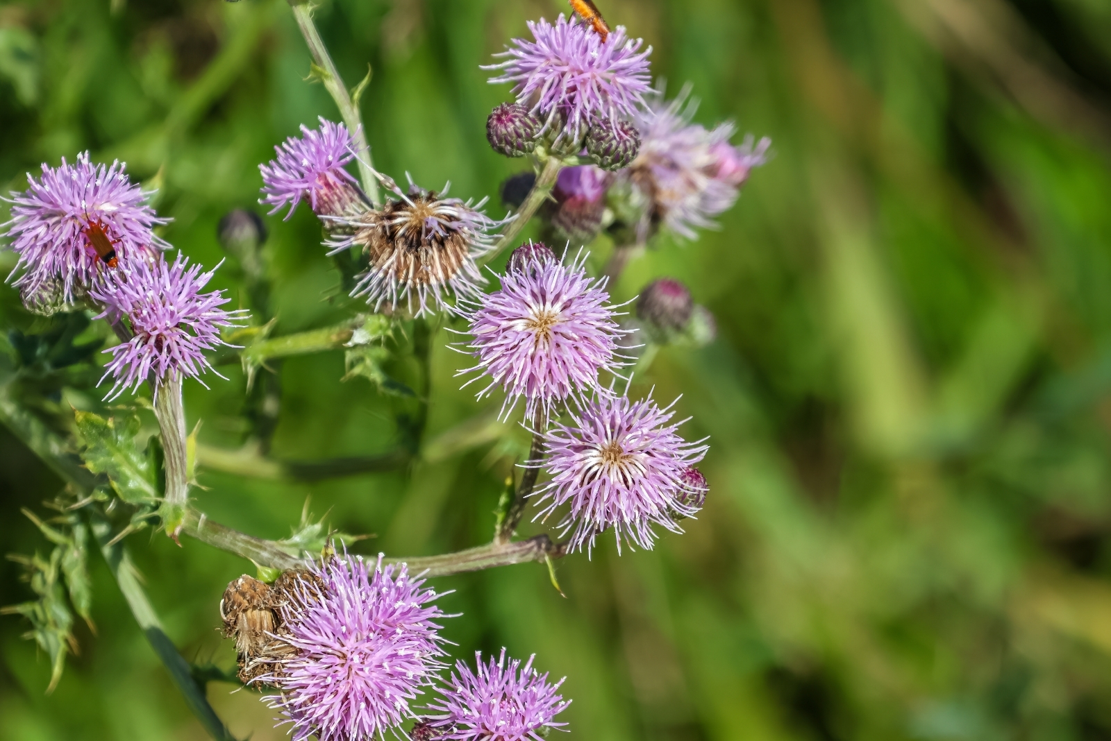8 Ways Invasive Canada Thistle Threatens Gardens In Minnesota