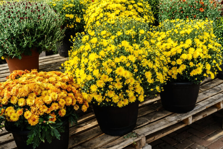 mums (featured image)