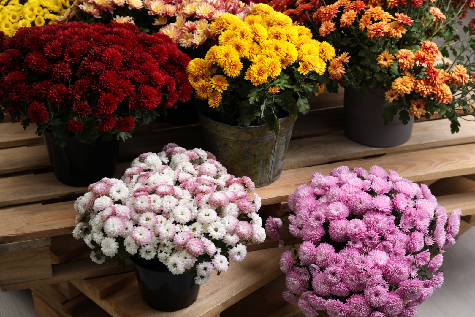 8 Ways To Keep Your Minnesota Mums Blooming Beautifully All Fall