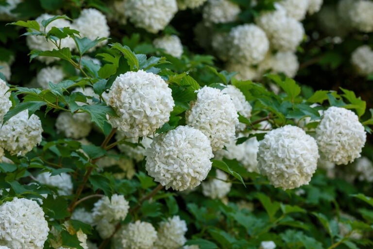 Viburnum (featured image)