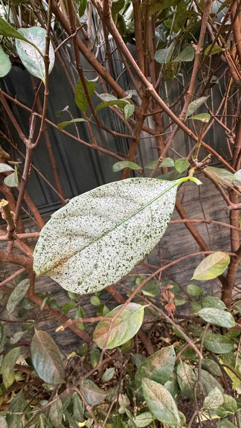 Prune Away Infected Branches