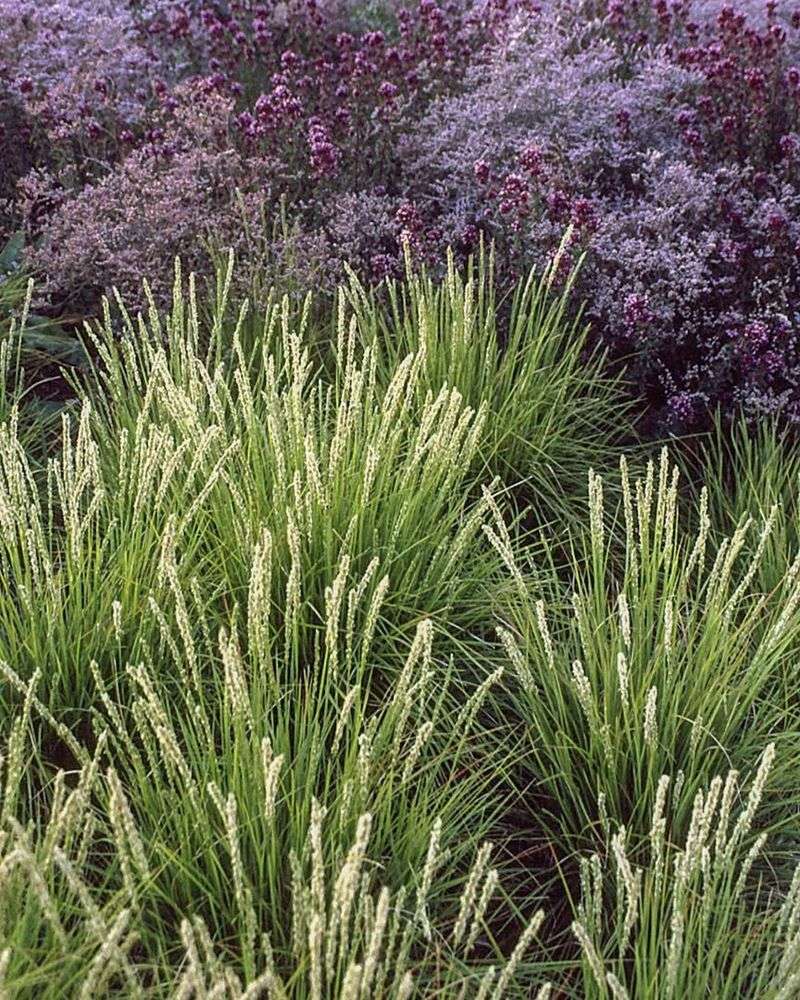 Invasive Ornamental Grasses
