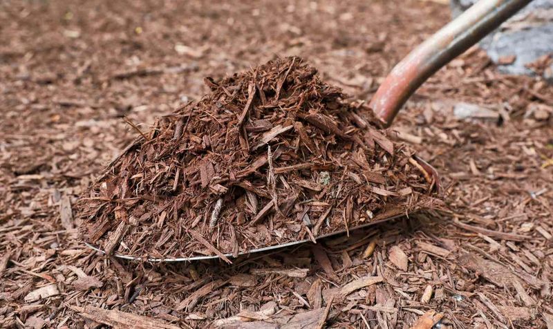 9. Mulch Around The Base Lightly