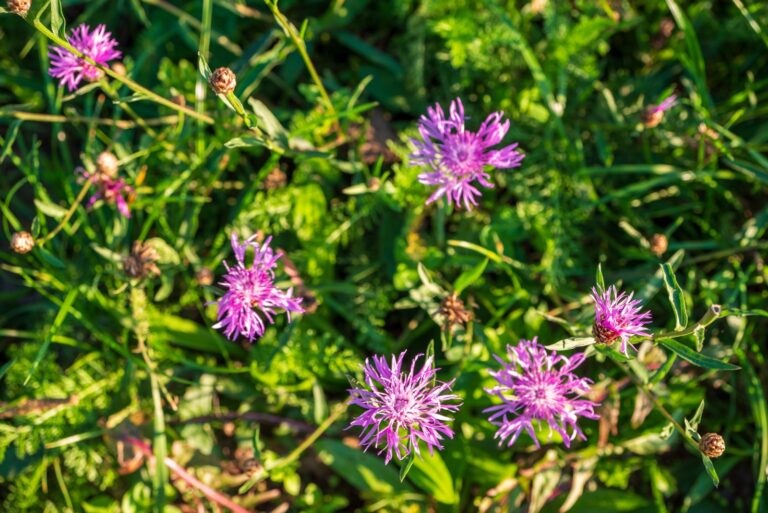 Purple knapweed wildflowers