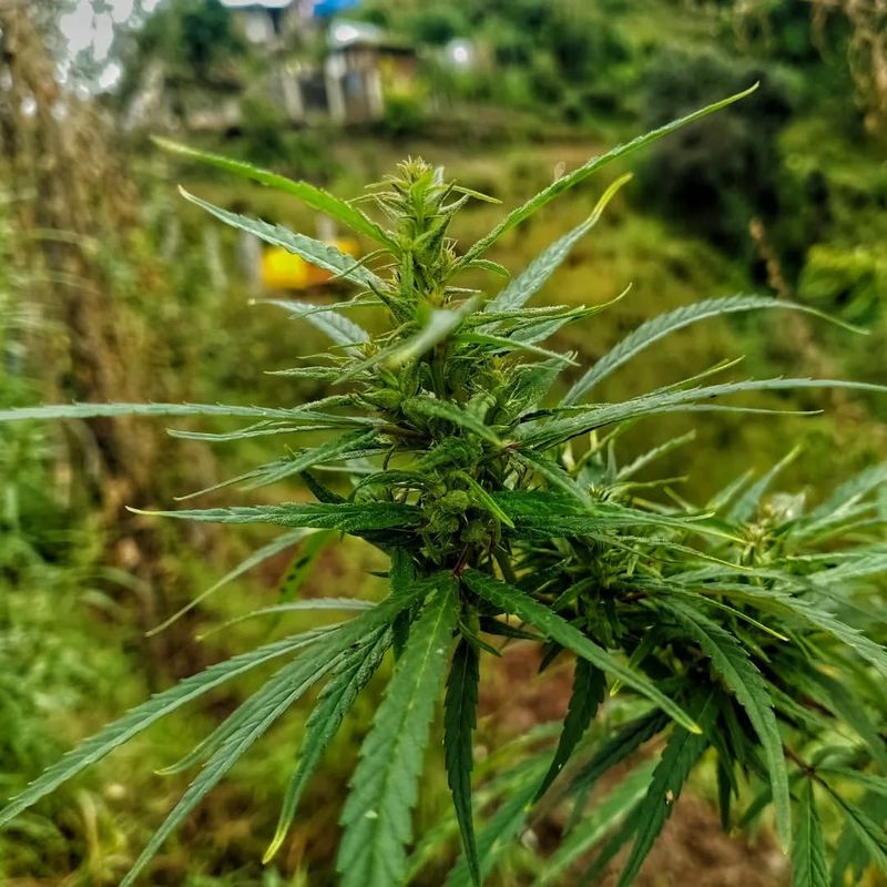 Cannabis Without A License