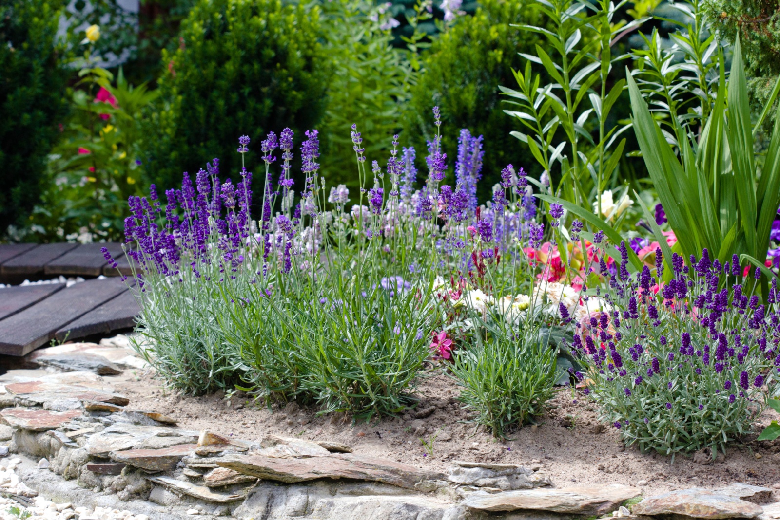 9 Benefits Of Growing Lavender By Your Florida Patio