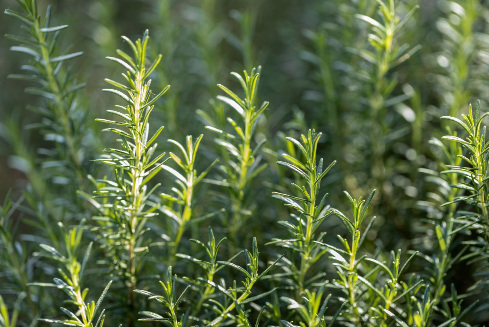 9 Cold-Hardy Herbs You Can Still Grow This Fall In Illinois