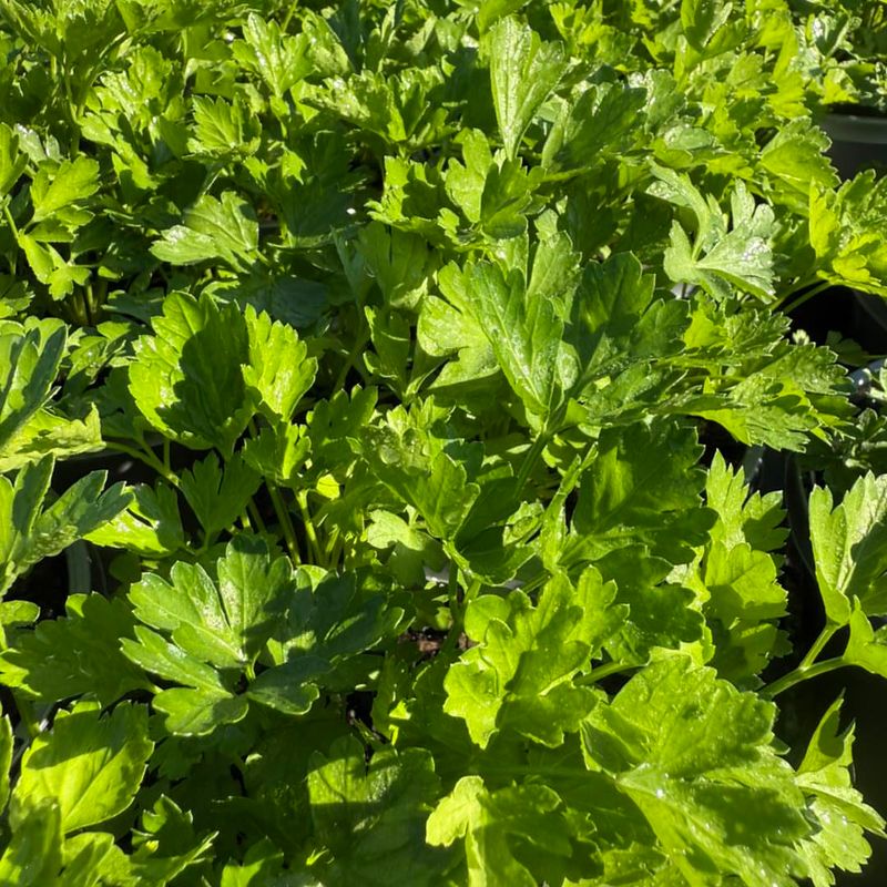 Parsley