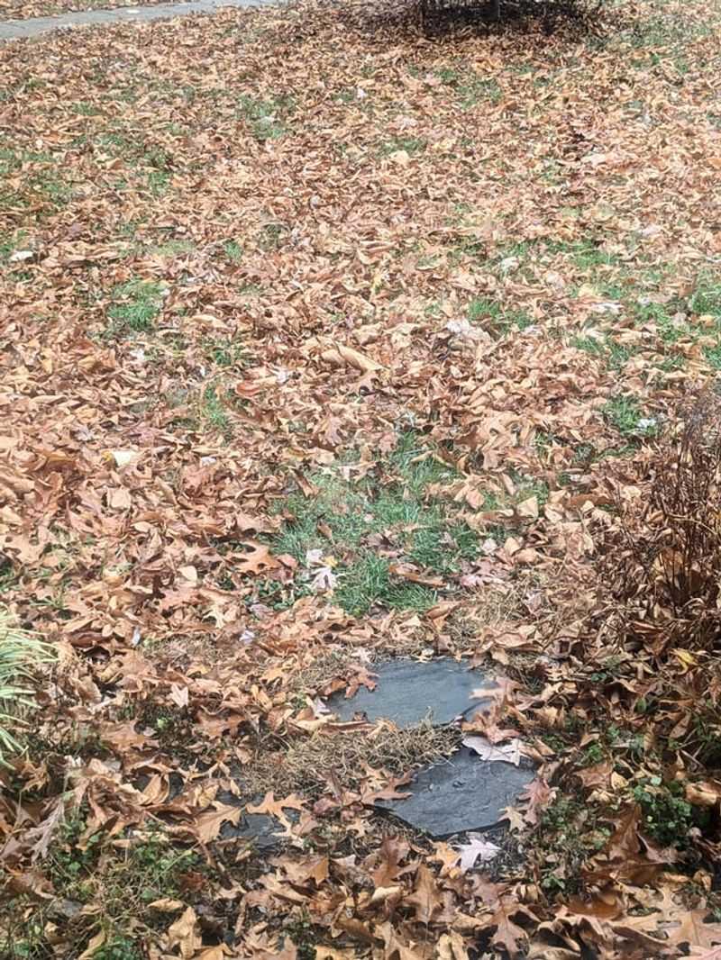 Leaving Thick Leaf Piles On Grass