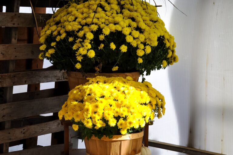 Fall mums in front of the house