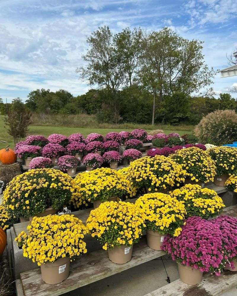 Choosing Mums Based Only On Flower Color