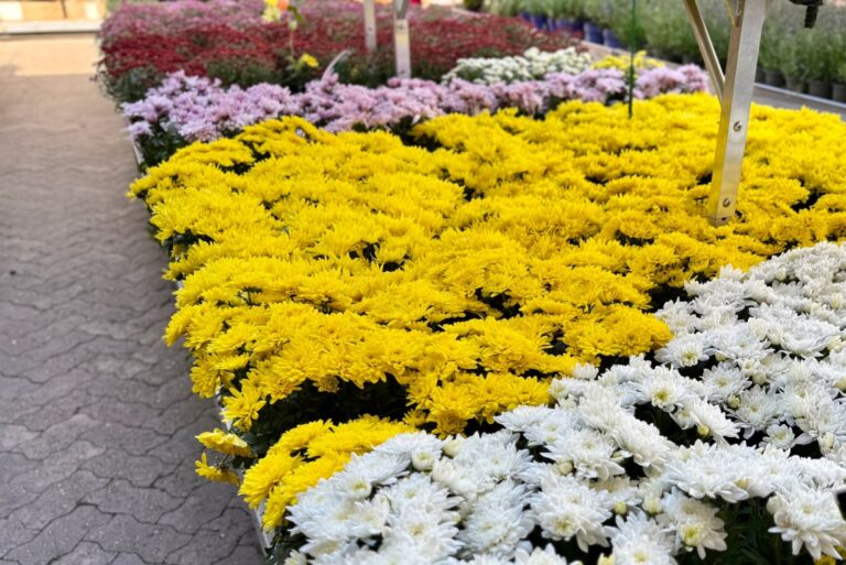 Chrysanthemums in white, yellow, and pink on display at an outdoor garden center