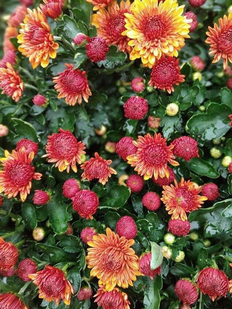 Choosing Fully Bloomed Plants