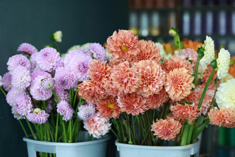 chrysanthemums