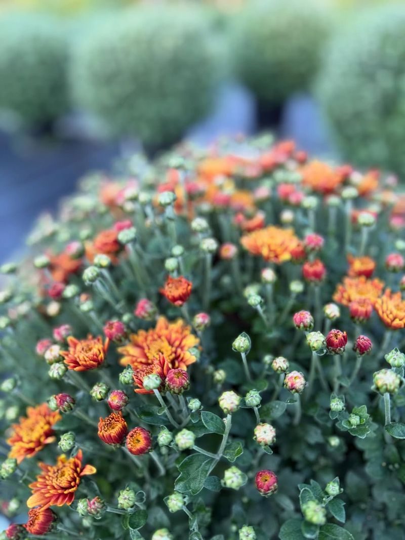 Picking Mums That Are Already Fully Bloomed