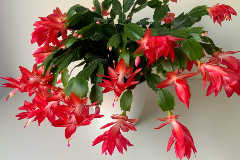 Christmas cactus (featured image)