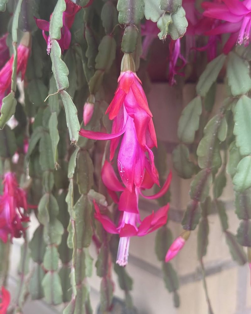 Overwatering Your Plant