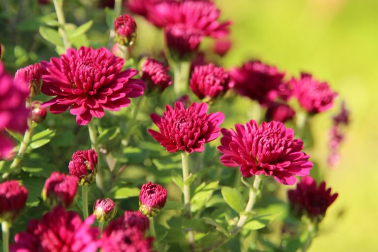 red chrysanthemum
