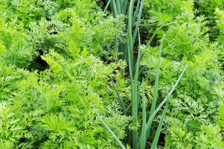 Onions and carrot plants growing