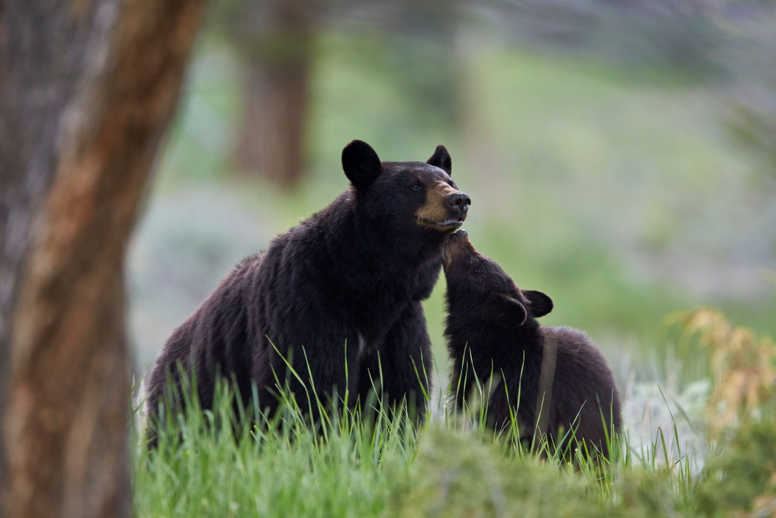 9 Creatures Alabama Gardeners Are Legally Required To Leave Alone