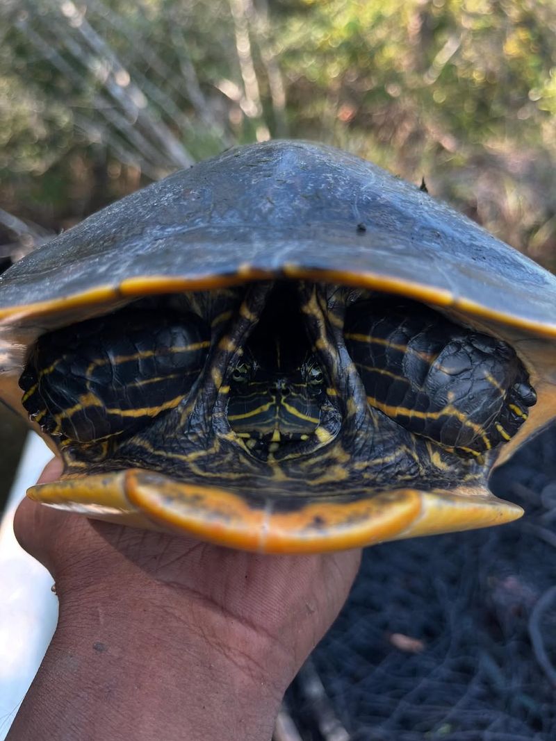 Alabama Red-Bellied Turtles: Endangered Shell-Dwellers