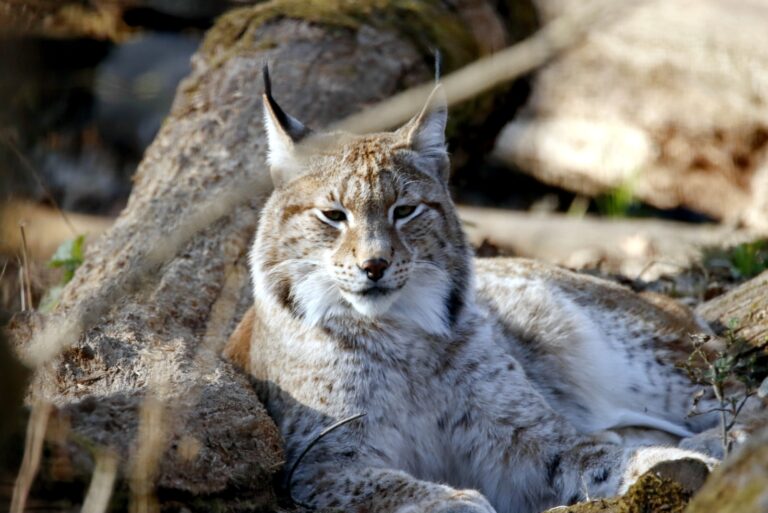 bobcat