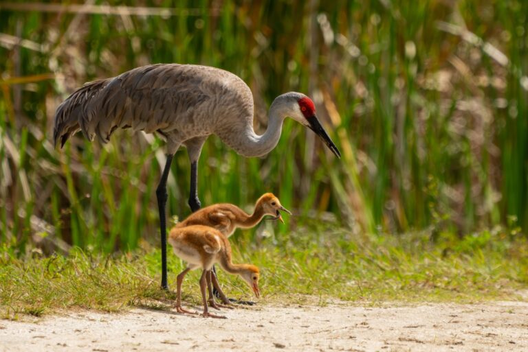 Sandhill crane parent with two colts