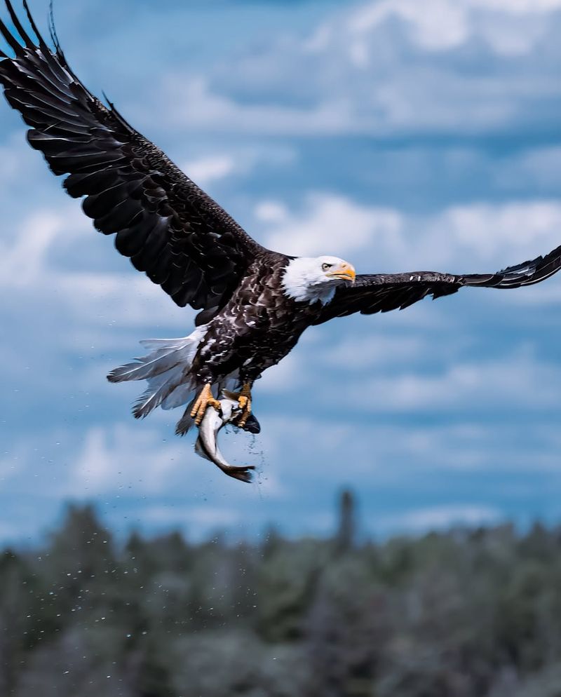 Bald Eagles