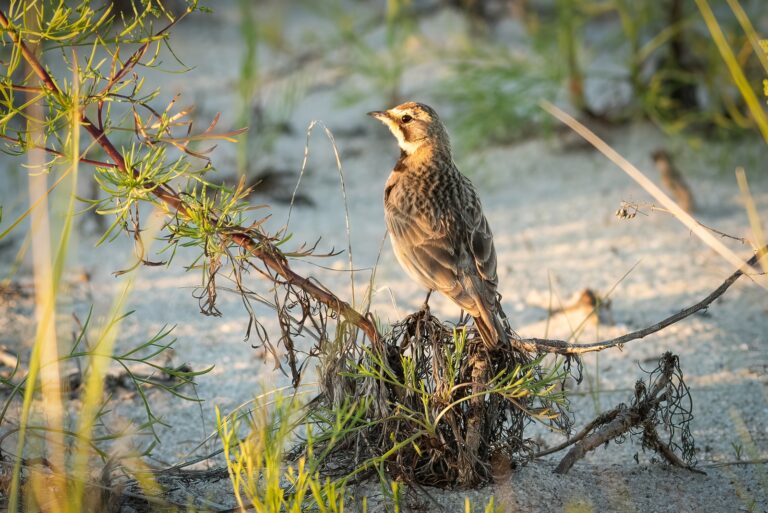 streaked horned lark