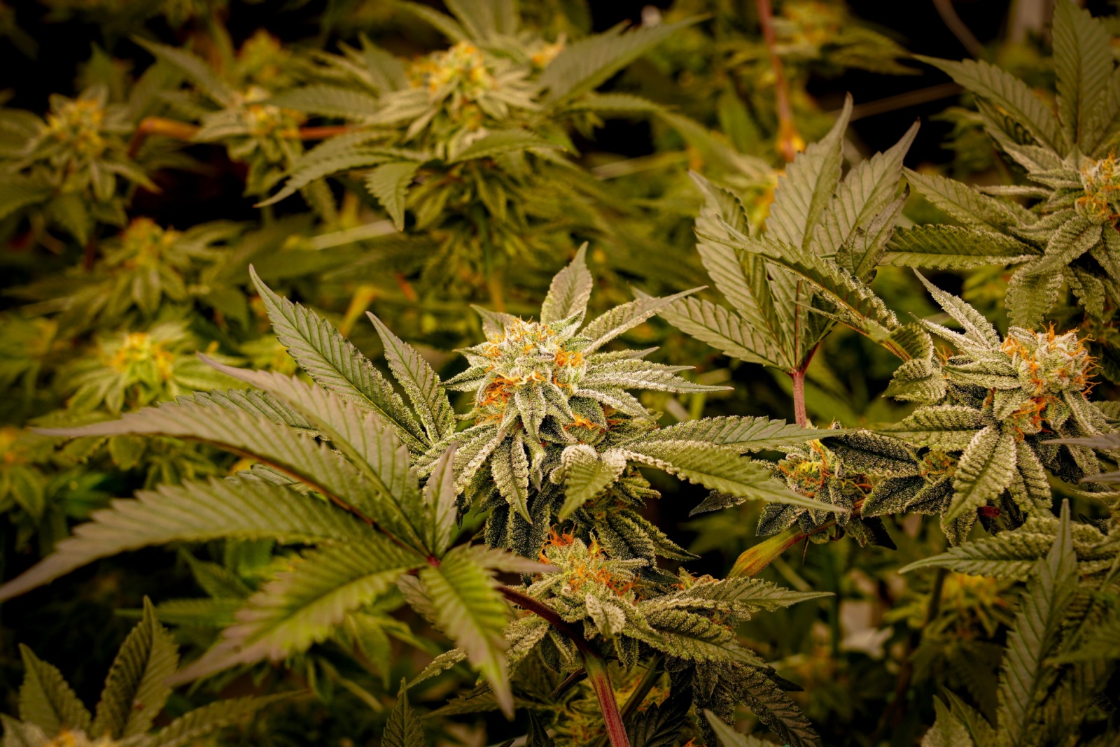 9 Crops Idaho Homeowners Are Growing Without Realizing They’re Illegal