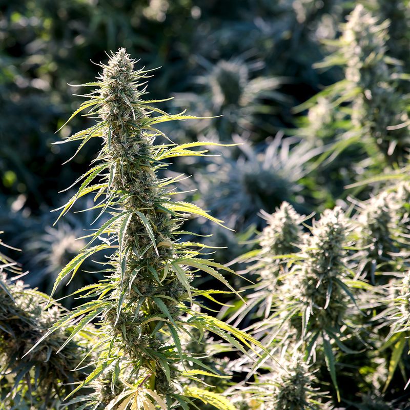 Hemp Plants