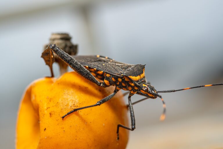 A kissing bug