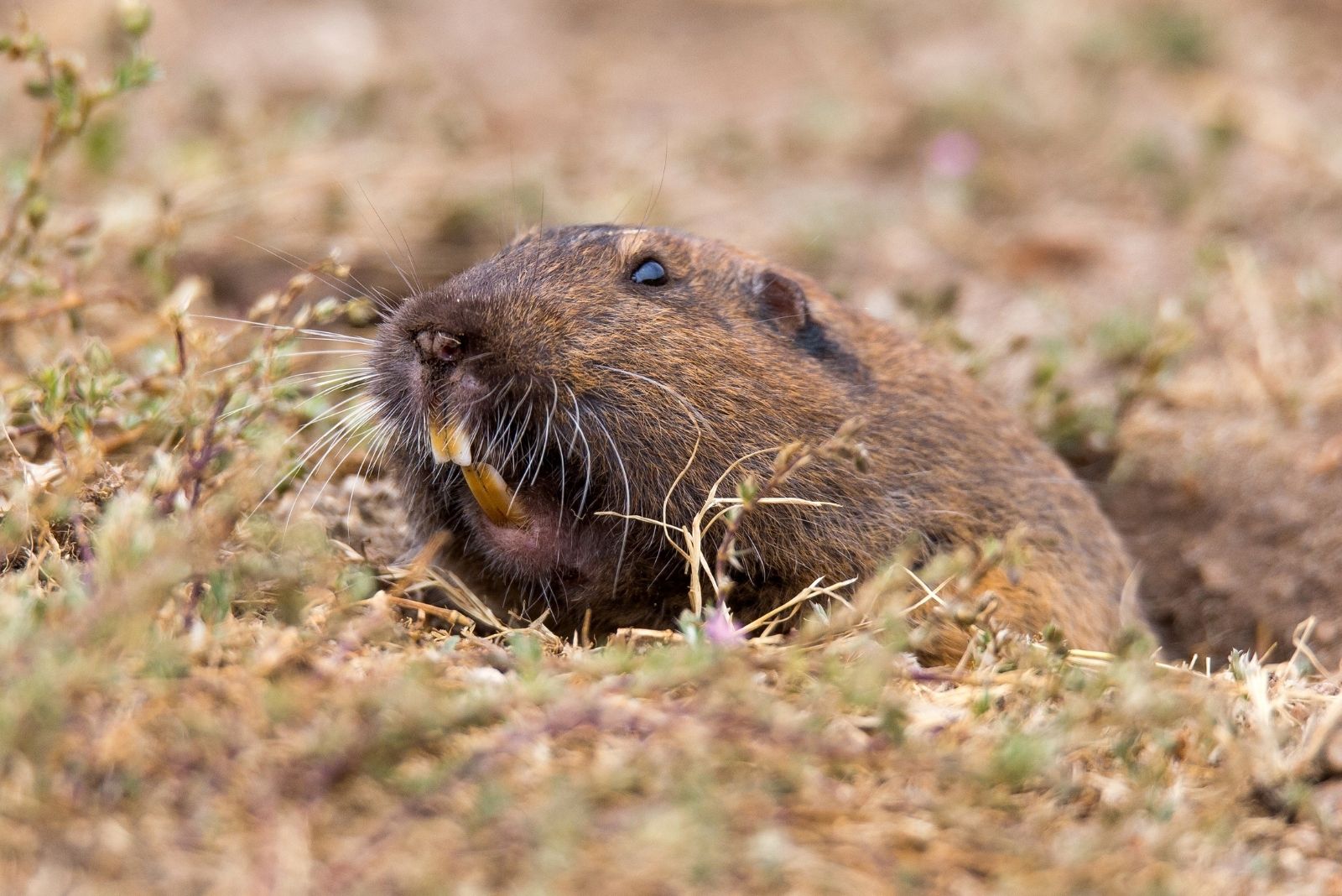 Gopher
