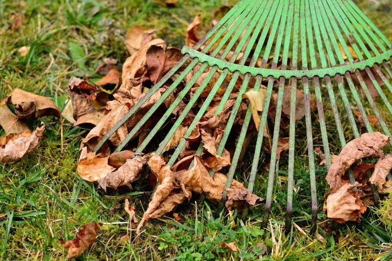 Raking Away Leaves To Let Grass Breathe