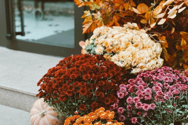 Autumnal Mums with Pumpkins on Stone Steps