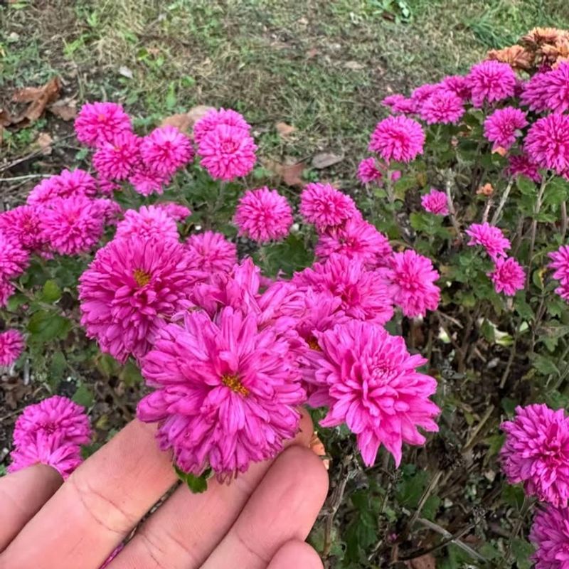 Choose The Right Mum Variety For South Carolina Weather