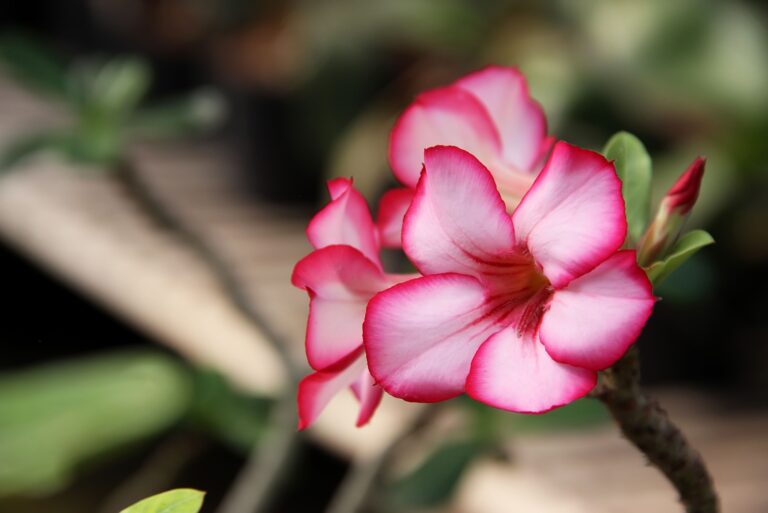 Desert Rose
