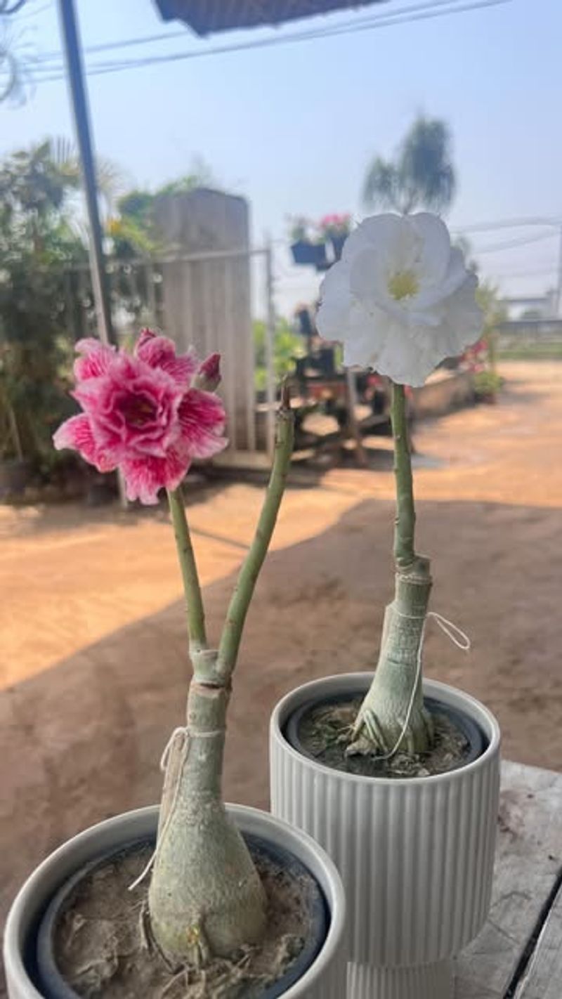 Give Your Plant Plenty Of Sunshine