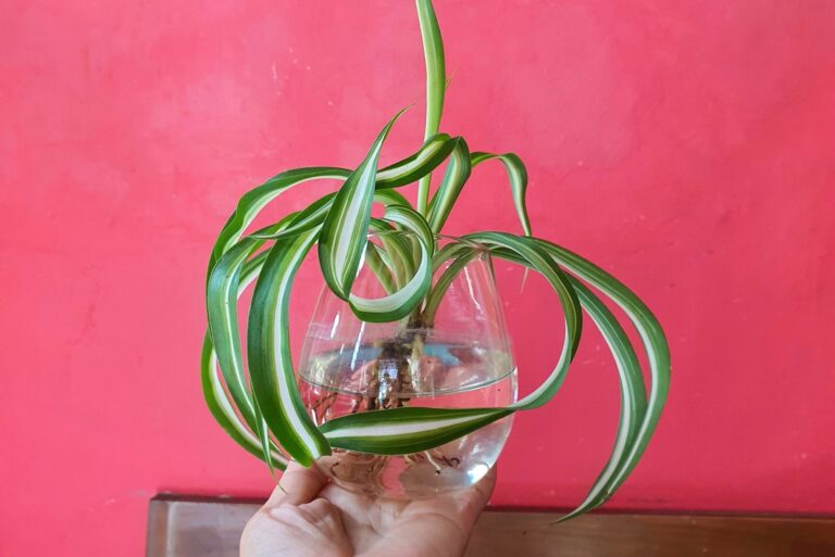 spider plant in indoor place.