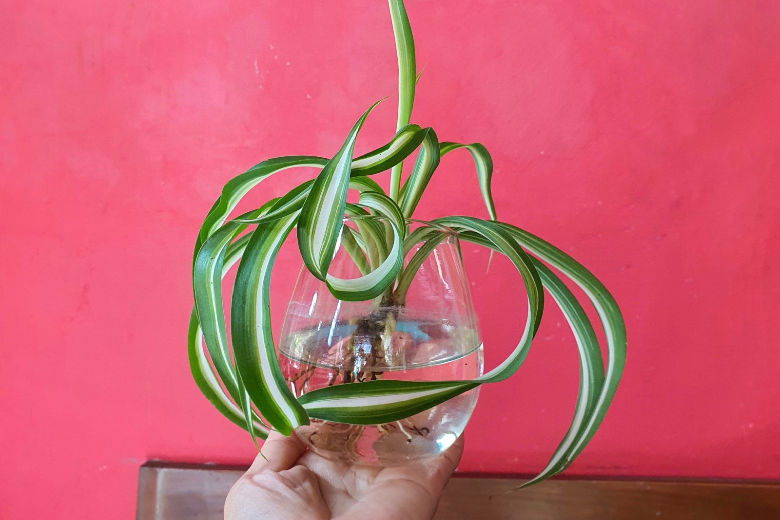 9 Easy Ways To Grow Spider Plants Without Soil In New York Homes
