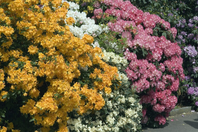 Rhododendrons and Azaleas (featured image)