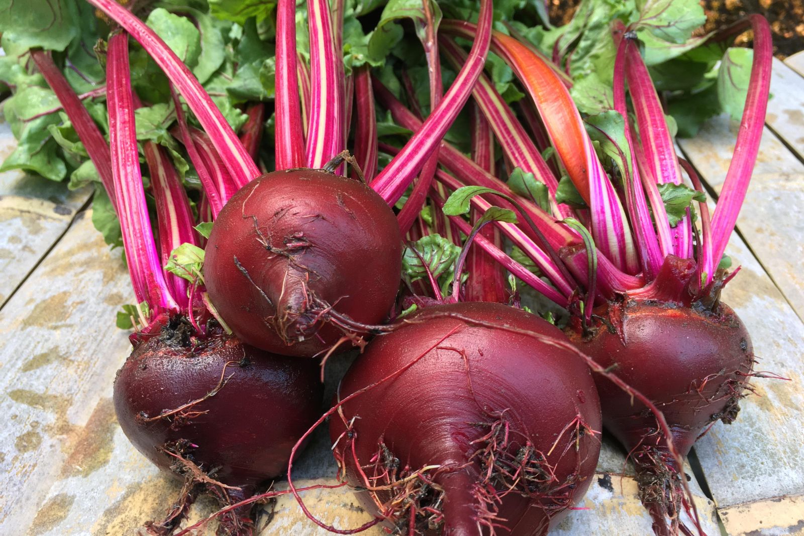 9 Fall Crops Alabama Gardeners Should Water Before Frost Hits